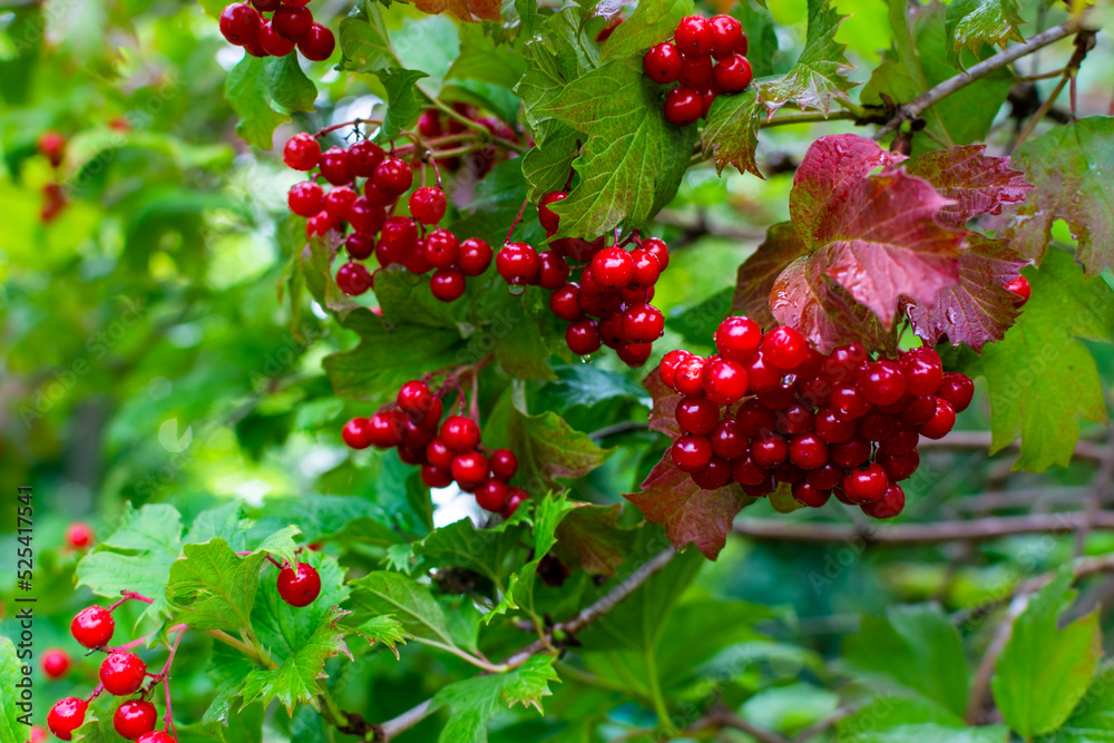 Grona red viburnum on a green bush in raindrops Grona red viburnum on a green bush in raindrops