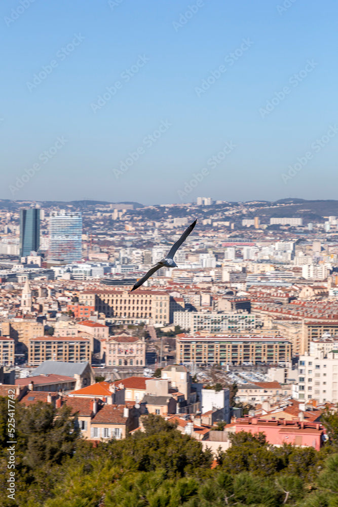 Seagull slying over the city of Marseille, France on a sunny winter day