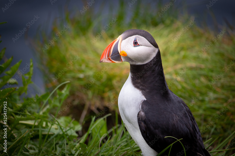 Naklejka premium Puffin