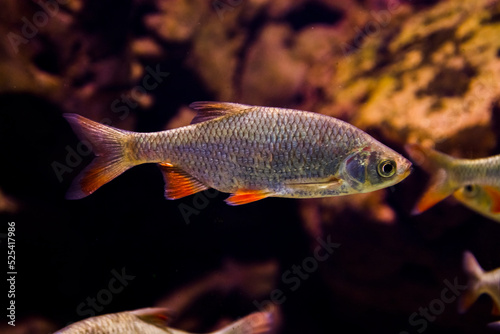 Common rudd freshwater fish in the dark water