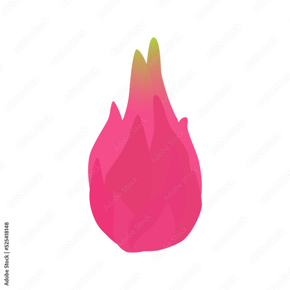 Obraz premium Illustration of ripe and juicy dragon fruit. Vector drawing of fruit for design