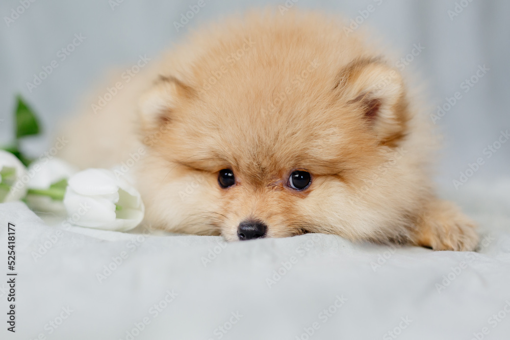Close-up of the muzzle of a small red fluffy pomeranian