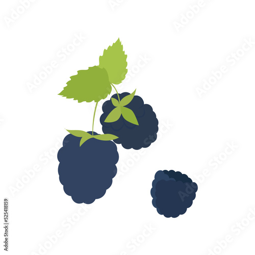 Illustration of a blackberry on a branch. Vector drawing of fruit for design