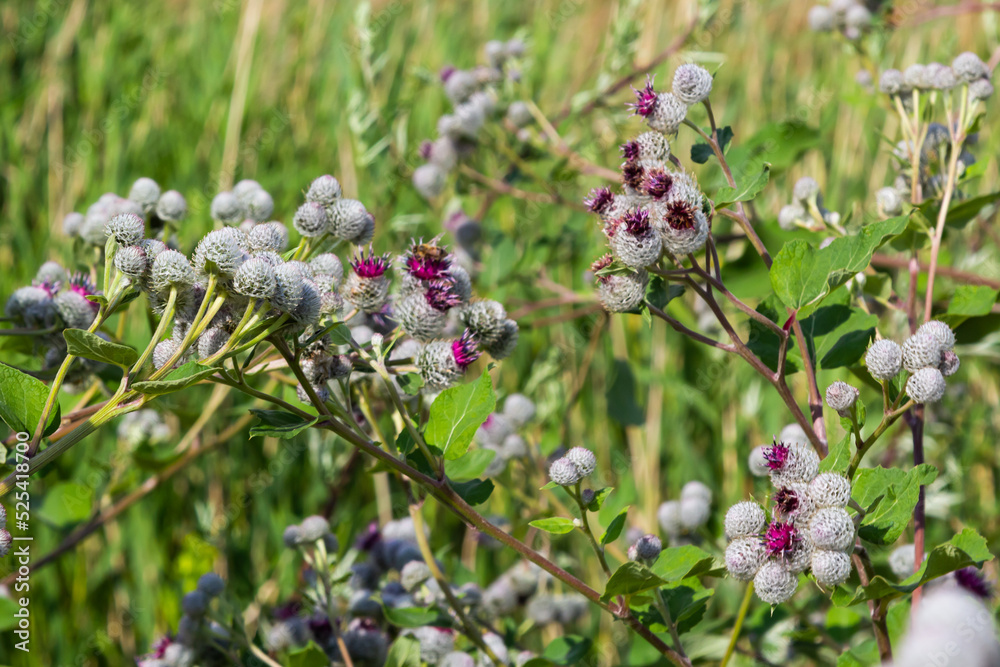Flowers of Great Burdock Arctium lappa. Selective focus with shallow depth of field Flowers of Great Burdock Arctium lappa. Selective focus with shallow depth of field