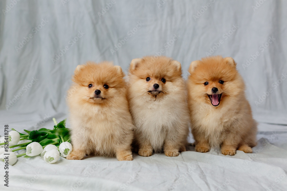 three small red fluffy pomeranians sits on a gray background with white tulips