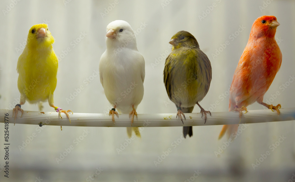 Four canary birds (Serinus canaria) sitting in a branch - obrazy, fototapety, plakaty 