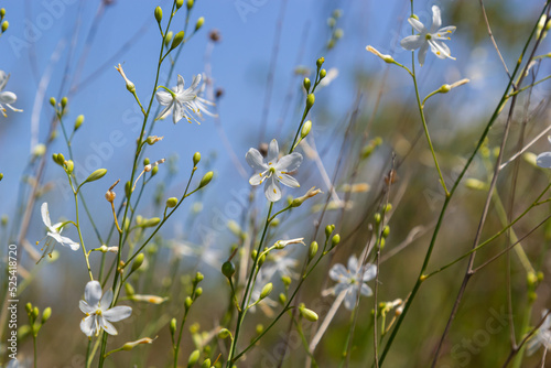 Anthericum ramosum, known as branched St Bernard's-lily, white flower, herbaceous perennial plant, blurred dark green background, selective focus photo