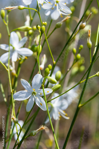Anthericum ramosum, known as branched St Bernard's-lily, white flower, herbaceous perennial plant, blurred dark green background, selective focus photo