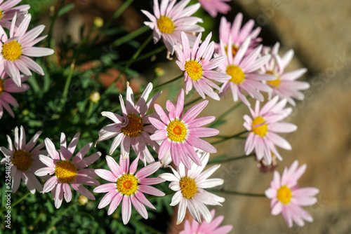 Pink white daisy. Argyranthemum frutescens  Marguerite Daisy of Paris.