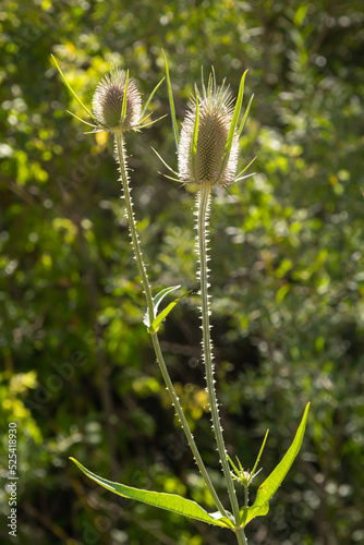 Flowers of wild teasel in autumn, also called Dipsacus fullonum or wilde karde, selected focus, Bokeh