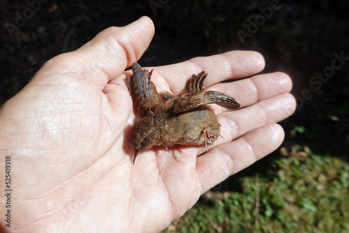 toter Zaunkönig (Troglodytes troglodytes) auf einer Hand