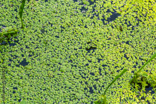 Texture of green small duckweed. Small green leaves float on the surface of the pond