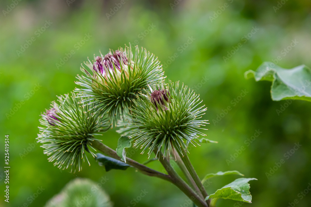 Arctium tomentosum, commonly known as the woolly burdock or downy burdock, is a species of burdock belonging to the family Asteraceae Arctium tomentosum, commonly known as the woolly burdock or downy burdock, is a species of burdock belonging to the family Asteraceae