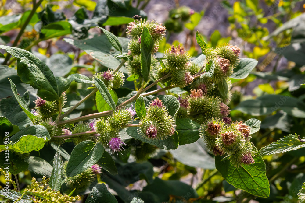 Closeup of a budding Greater Burdock or Arctium Lappa plant in its blurred own natural habitat. It is summertime now Closeup of a budding Greater Burdock or Arctium Lappa plant in its blurred own natural habitat. It is summertime now