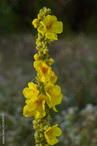 Verbascum speciosum yellow widflowers bees pollination. summer day photo