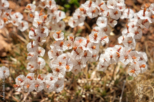 Acantholimon Flowers, Alucra, Turkey.Acantholimon albanicum plant. Plumbaginaceae family. photo