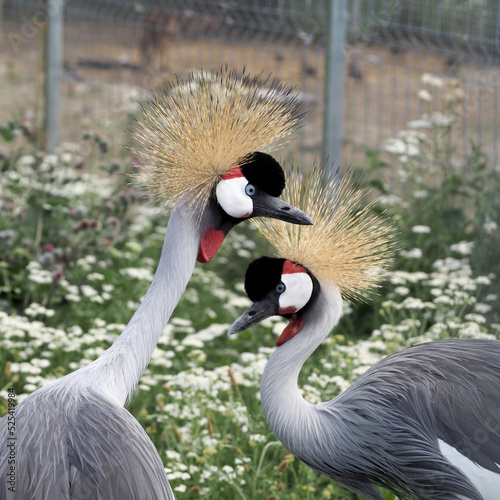 grey crowned crane balearica regulorum . two cranes on a green background. side view © NataSel
