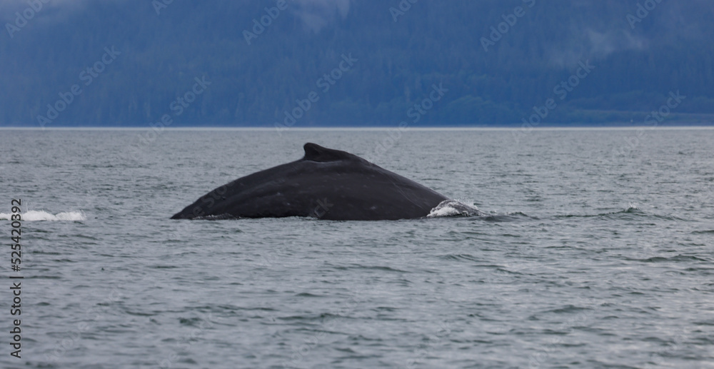 Naklejka premium Humpback whales in Alaska