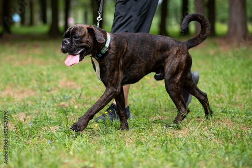 Boxer dog with undocked tail for a walk in the park. photo