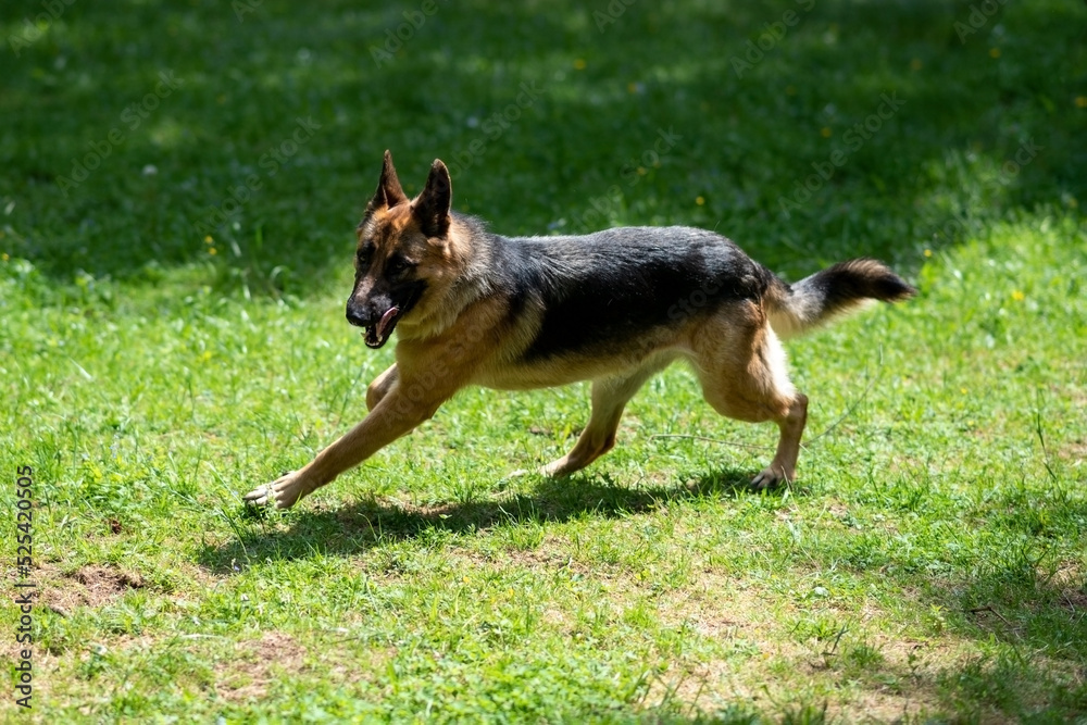 German Shepherd runs through the park, on the grass. German Shepherd runs through the park, on the grass.