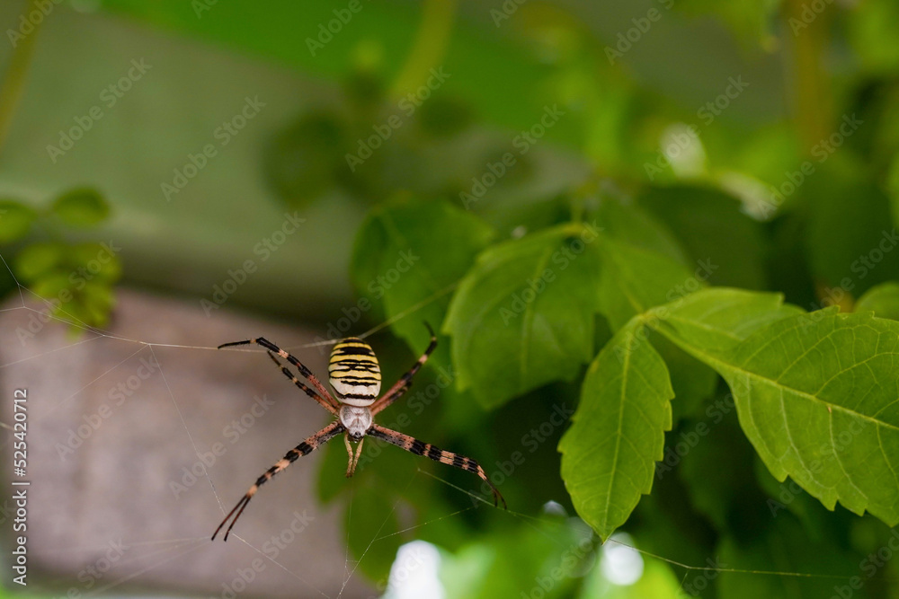 Black and white Argiope Spider on web spider with morning light in the park Black and white Argiope Spider on web spider with morning light in the park