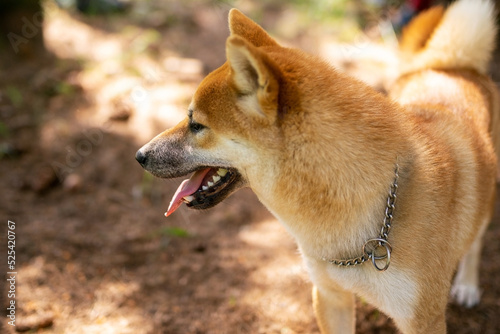 Shiba inu dog walking in the forest.