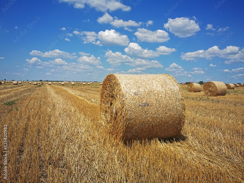 Round bales of straw rolled up on field. Beautiful countryside landscape under blue cloudy sky