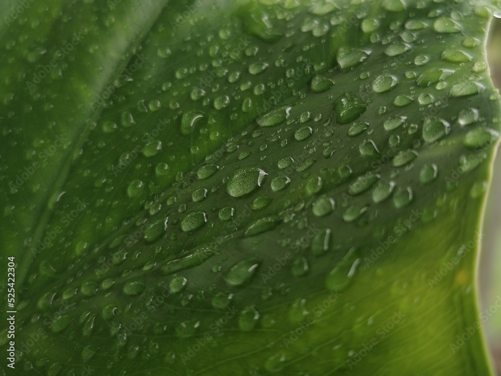 Fresh green leaf with drops of water. Big plant leaf after rain