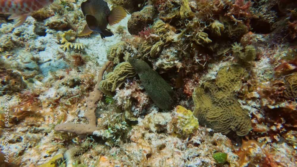 4k video of a Goldentail Moray Eel (Gymnothorax miliaris) in Cozumel, Mexico 4k video of a Goldentail Moray Eel (Gymnothorax miliaris) in Cozumel, Mexico