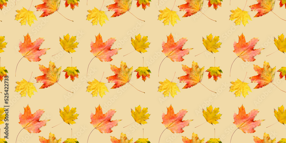 Autumn leaves on white background Autumn leaves on white background