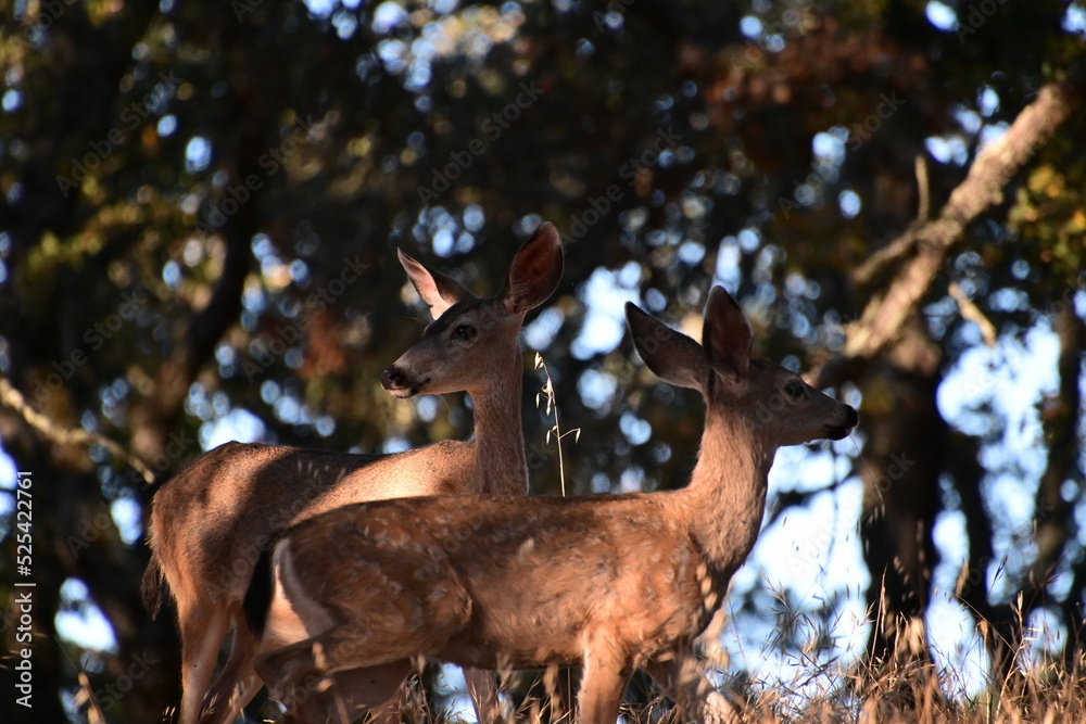 Fototapeta premium deer in the woods