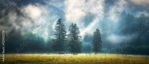 Three trees in low clouds a...