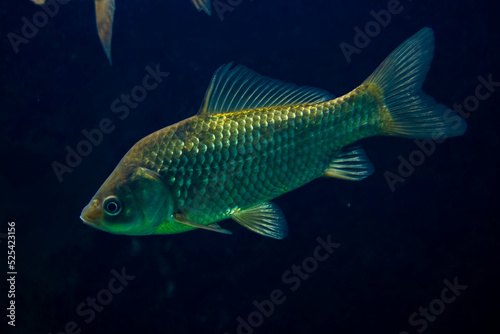 Underwater photo of Prussian carp, the freshwater fish