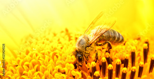 Obraz na plátně Honey bee on a sunflower flower, close-up, selective focus.