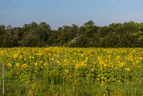 Blooming sunflowers in a field in sunny summer day.