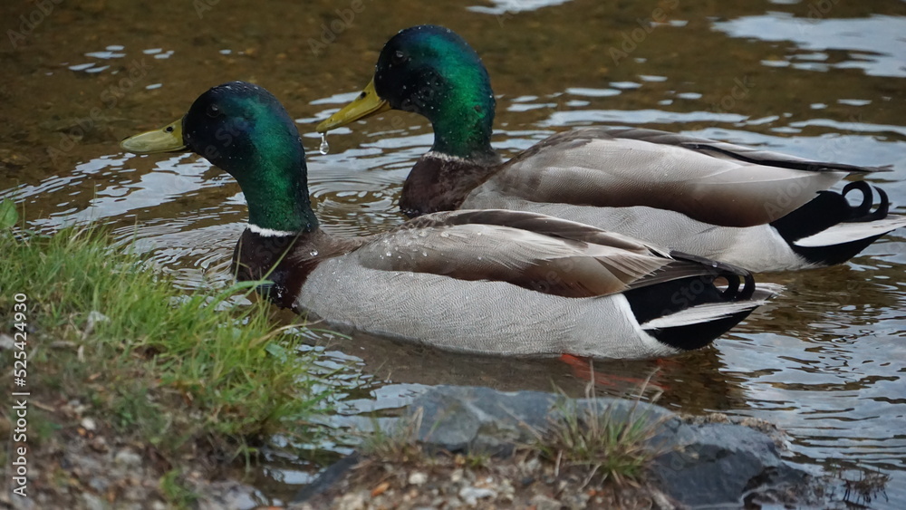 Obraz premium A pair of ducks swimming