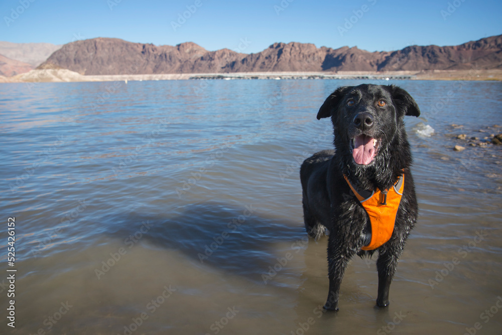 Rescue black labrador dog Panda smiles wearing bright orange safety water vest splashes in shallow water Lake Mead Boulder Beach Rescue black labrador dog Panda smiles wearing bright orange safety water vest splashes in shallow water Lake Mead Boulder Beach