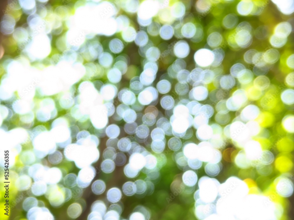 the beauty of the photo of the bokeh blur circles produced by the light between the green paddy leaves and branches