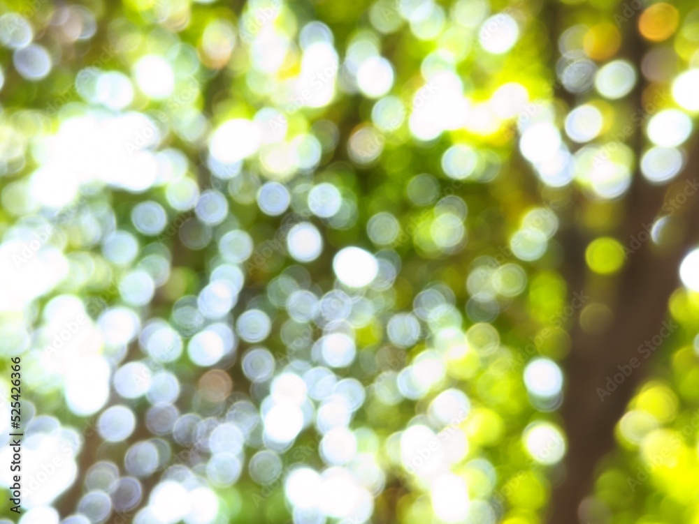 Fototapeta premium the beauty of the photo of the bokeh blur circles produced by the light between the green paddy leaves and branches