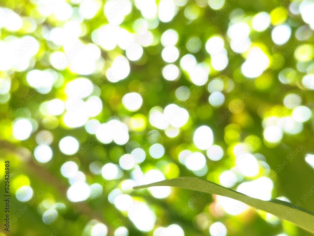 the beauty of the photo of the bokeh blur circles produced by the light between the green paddy leaves and branches the beauty of the photo of the bokeh blur circles produced by the light between the green paddy leaves and branches