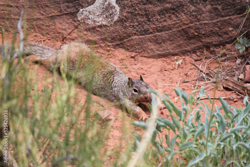 Ammospermophilus nelsoni San Joaquin antelope squirrel slides in for a sploot arms outstretched in the red Utah desert photo