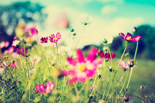 spring or summer flower garden background