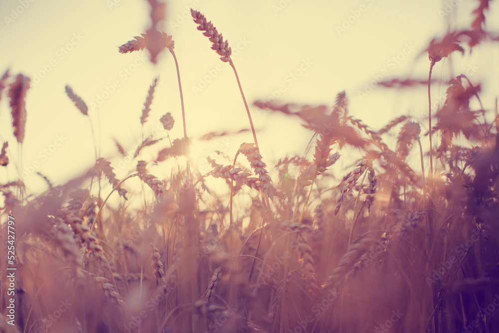 wheat field wheat field