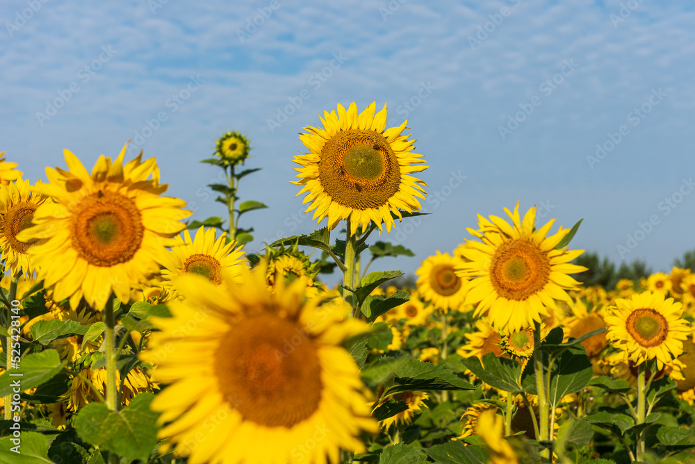 Fototapeta premium Blooming sunflowers in a field in sunny summer day.