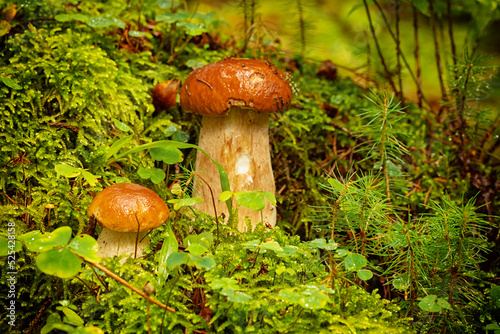 porcini mushroom, Boletus mushroom, ceps growing in forest