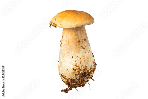 fresh porcini mushroom, Boletus mushroom isolated on white background