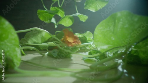 Edible flowers Laowa macro lens