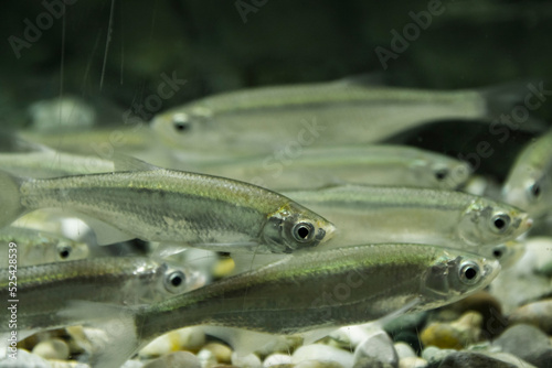 Group of common bleak in the water