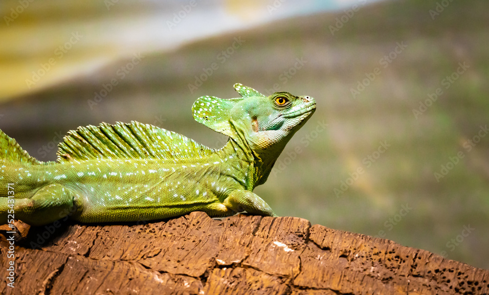 Fototapeta premium Green Crested Basilisk posing in a zoo herpetarium in Nashville Tennessee.