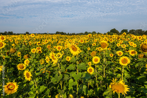 Blooming sunflowers in a field in sunny summer day. © Bargais